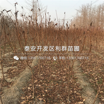 酥李子苗批發(fā)、酥李子苗批發(fā)基地