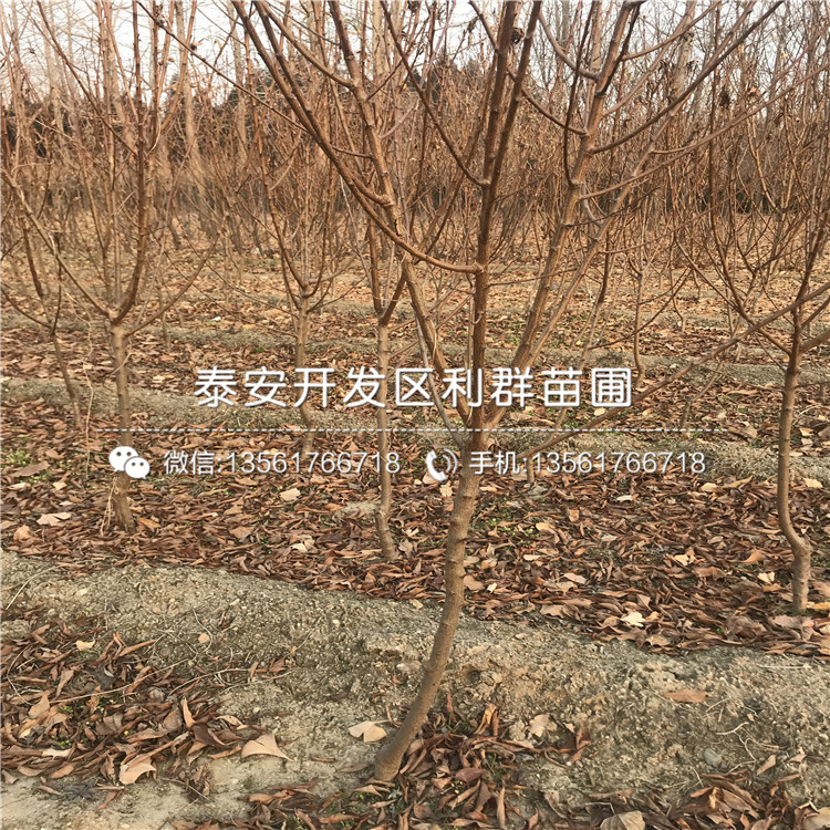出售李子樹苗基地