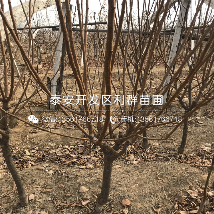 新品种大红袍李子苗基地