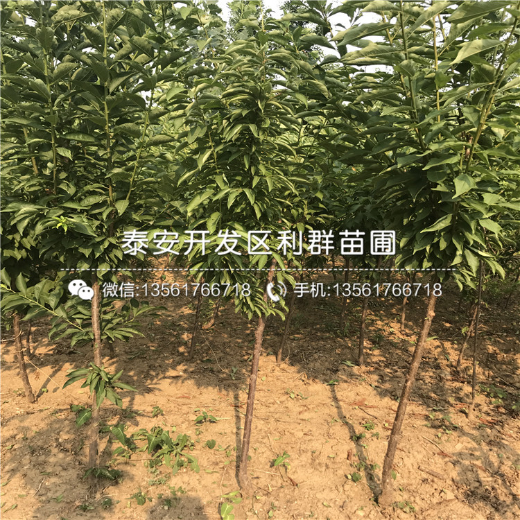 味王李子苗價格、2018年味王李子苗報價多少