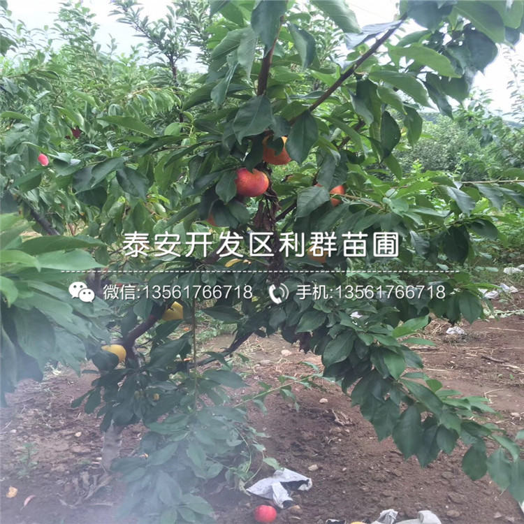 紅西梅李子樹(shù)苗報(bào)價(jià)、紅西梅李子樹(shù)苗價(jià)格是多少