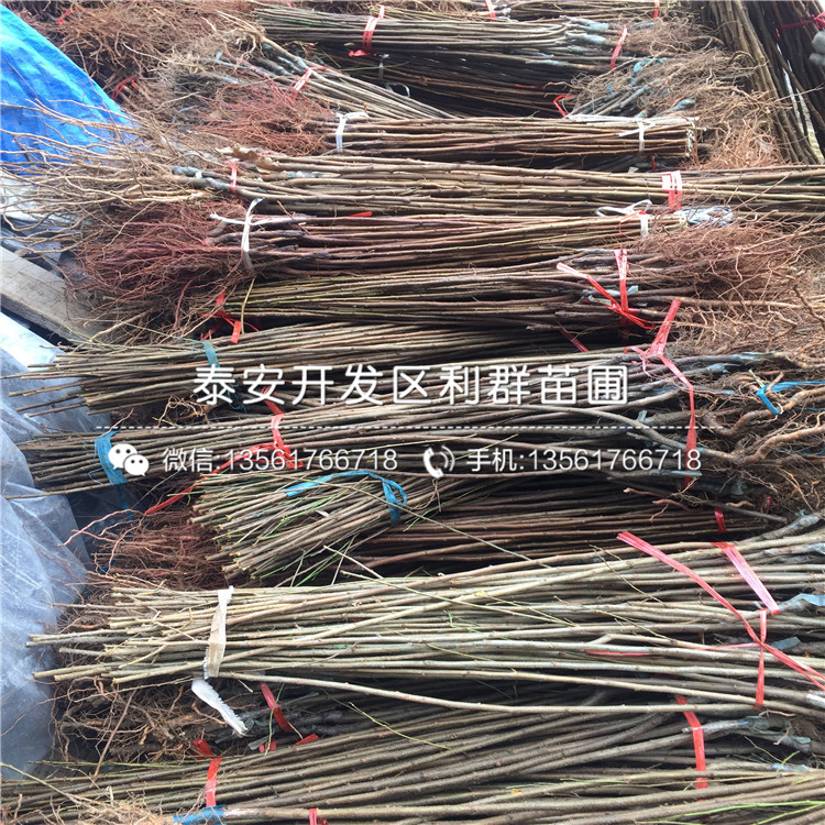 山東玫瑰皇后李子苗價格