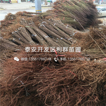 山東奧德羅達(dá)李子苗批發(fā)基地、山東奧德羅達(dá)李子苗多少錢一棵