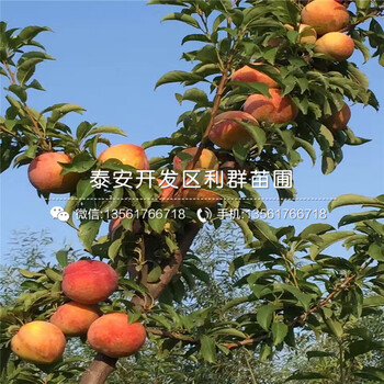 味厚李子苗、山東味厚李子苗品種