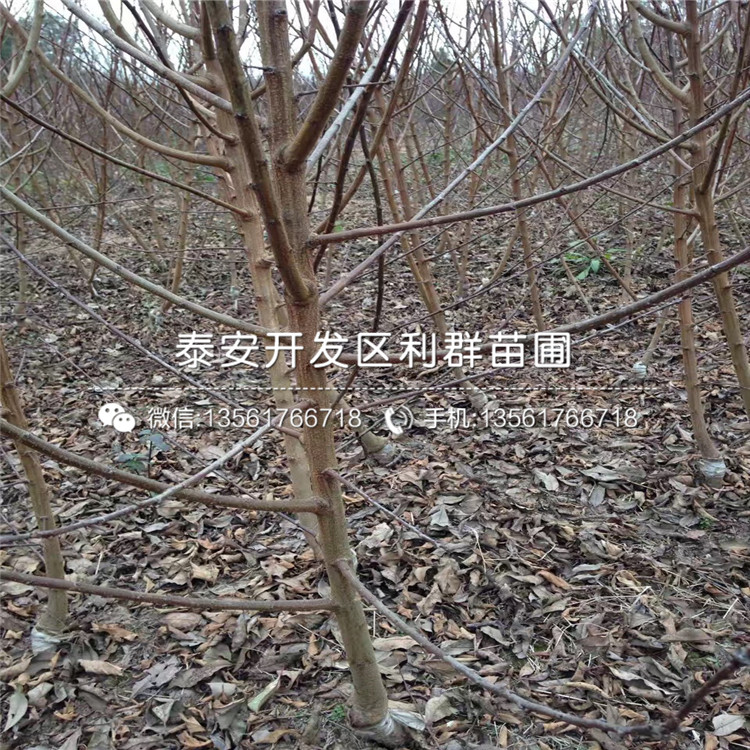 山东秋红李子树苗出售价格、山东秋红李子树苗批发基地