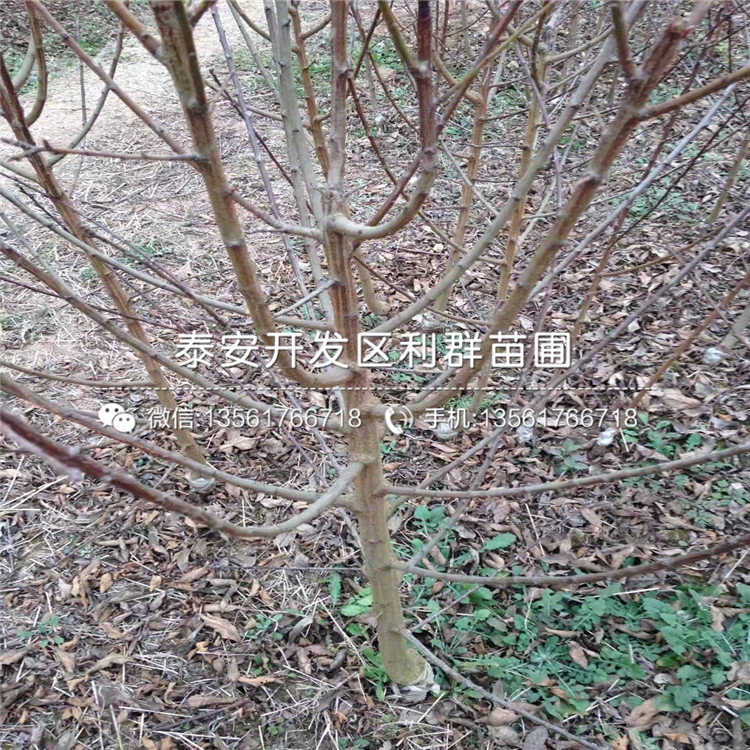 味厚李子樹苗哪里有賣、味厚李子樹苗價格多少