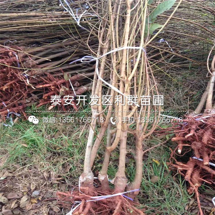 山東幸運(yùn)李子苗新品種