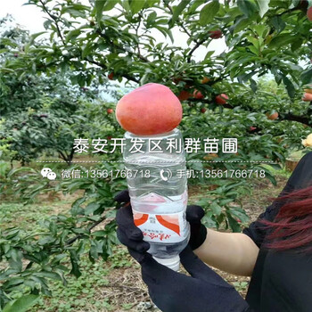 紅肉李子樹苗、紅肉李子樹苗新品種