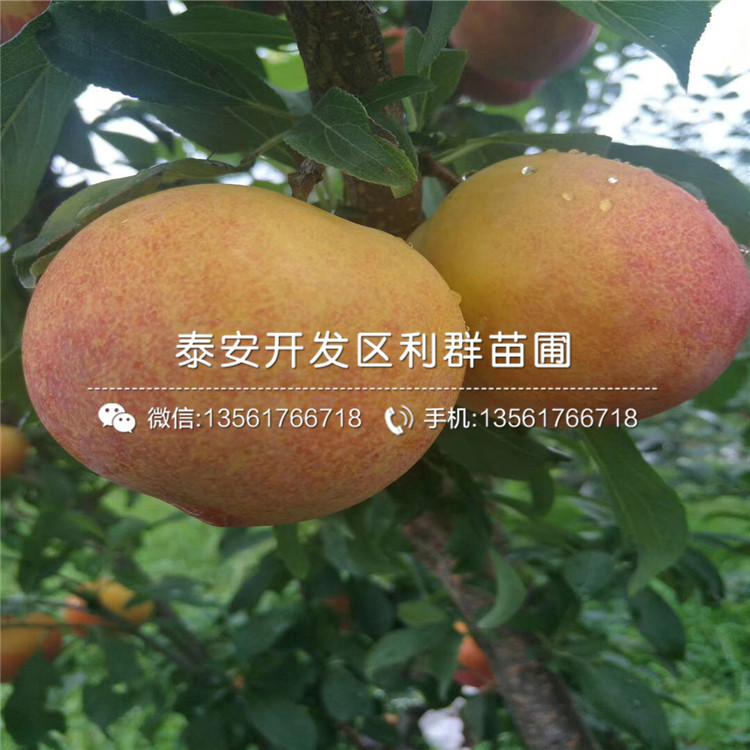 紅喜梅李子樹苗批發(fā)基地、紅喜梅李子樹苗多少錢一棵