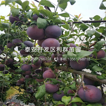山東味王李子樹苗報(bào)價(jià)、山東味王李子樹苗價(jià)格多少