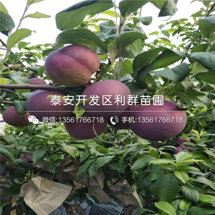 黑布林李子苗報(bào)價(jià)行情