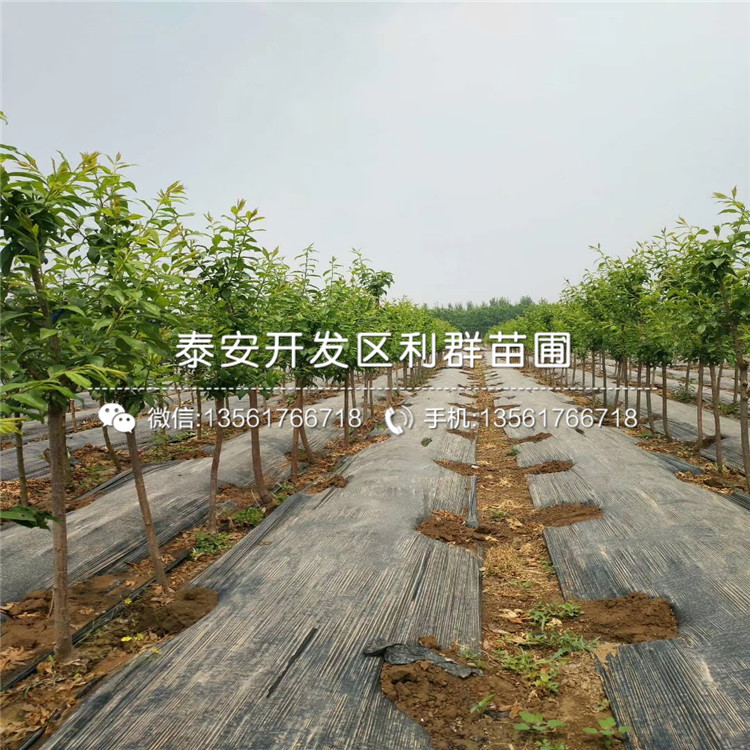 大李子樹(shù)苗、大李子樹(shù)苗報(bào)價(jià)多少