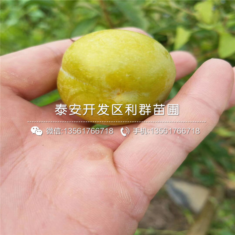 山東大石早生李子苗