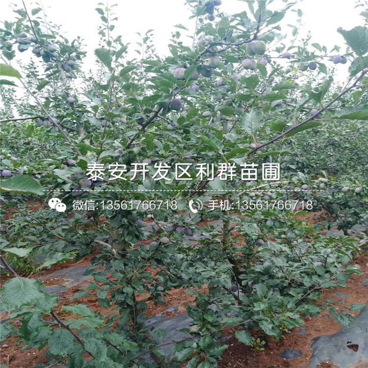 藍蜜李子樹苗多少錢、藍蜜李子樹苗格