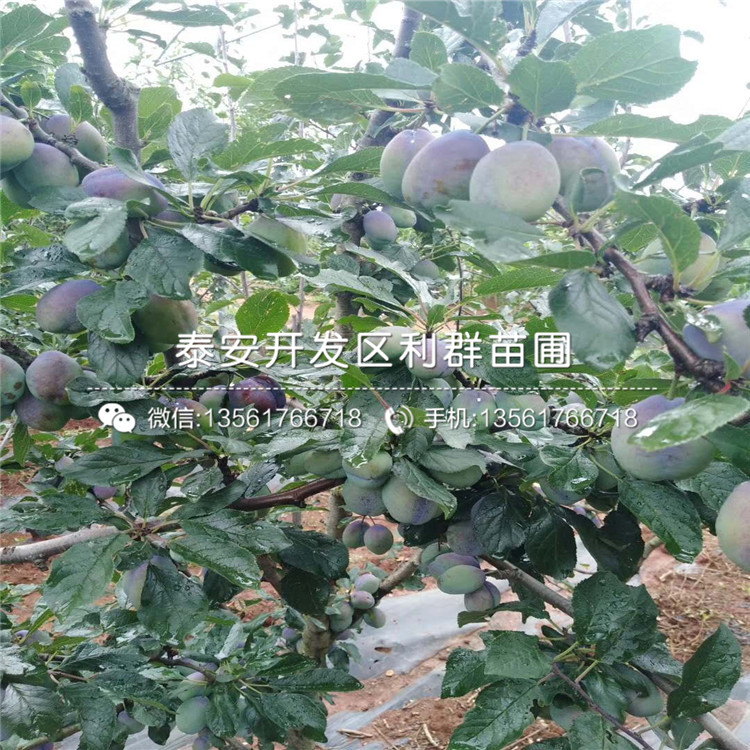 李子苗、李子苗報(bào)價(jià)是多少
