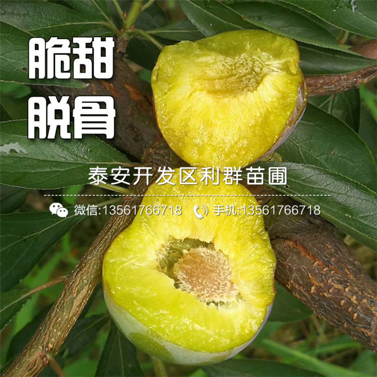山東紅喜梅李子樹苗、山東紅喜梅李子樹苗多少錢