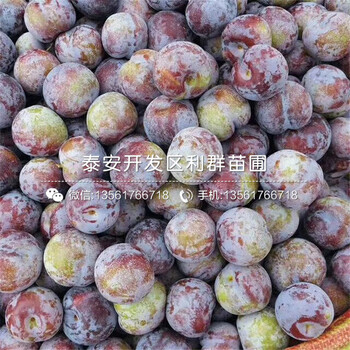 山東嫁接李子苗報(bào)價(jià)