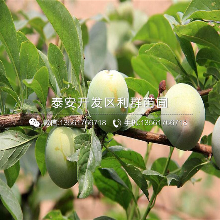 茵紅李子苗多少錢、茵紅李子苗格
