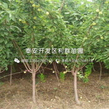 甜李子樹(shù)苗哪里有賣(mài)、甜李子樹(shù)苗價(jià)格是多少