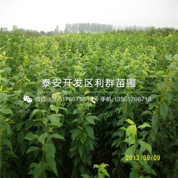 哪里有9公分李子樹(shù)苗賣(mài)、2018年9公分李子樹(shù)苗價(jià)格