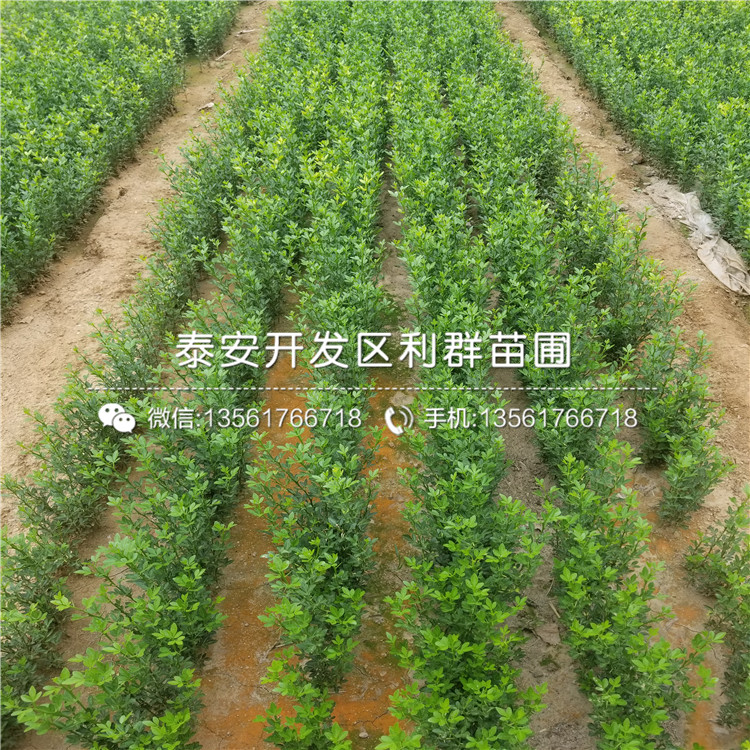 3公分枳殼苗多少錢一棵