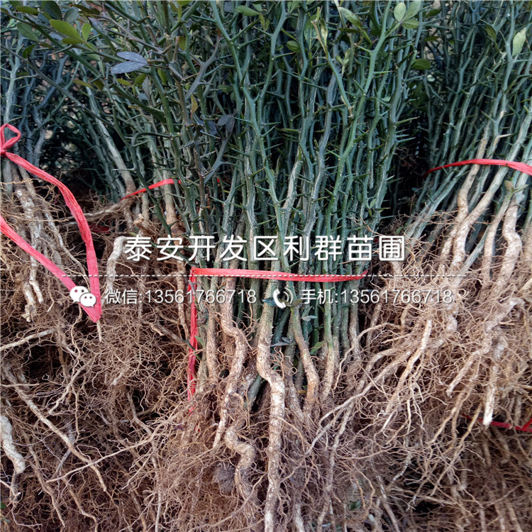 2年生枸橘樹苗格、2年生枸橘樹苗價(jià)格是多少