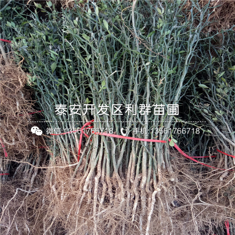 枸橘芽苗品種、2018年枸橘芽苗新品種