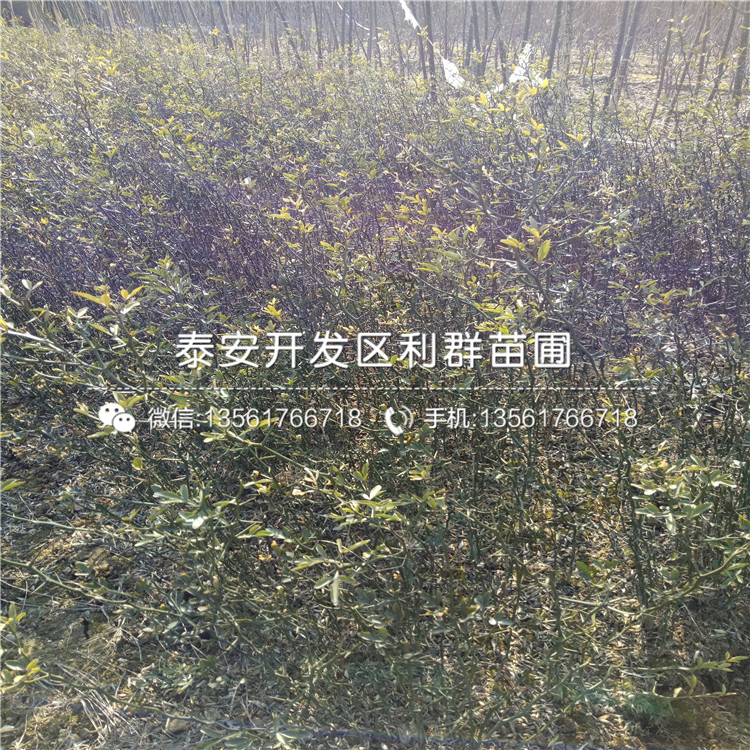 山東1年生枳殼苗、山東1年生枳殼苗基地