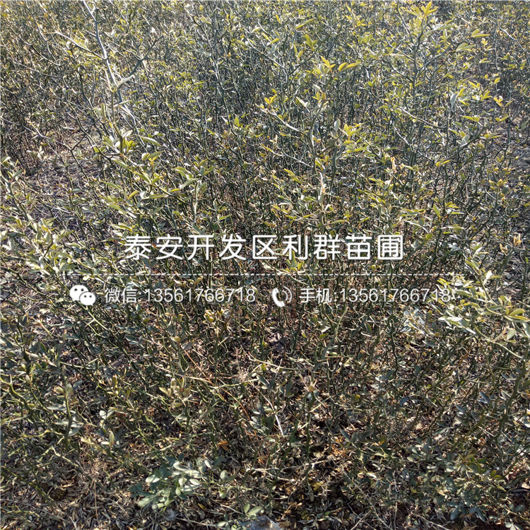山東枳殼小苗格、山東枳殼小苗出售基地