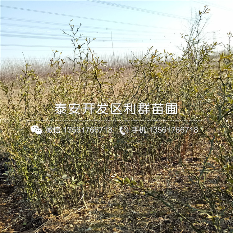 2019年2年生枳殼苗報(bào)價(jià)