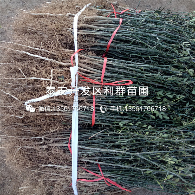 1年枸橘苗價格及報價