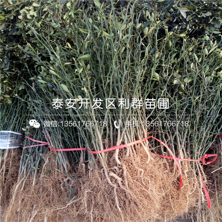 2年生枳殼苗、2年生枳殼苗多少錢一株