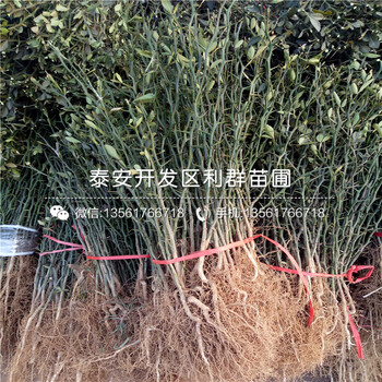 4公分2年生枸橘苗多少錢一棵