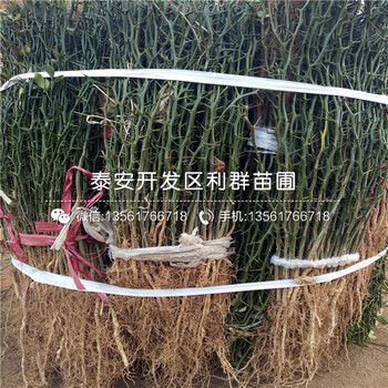 2018年枸橘樹(shù)出售