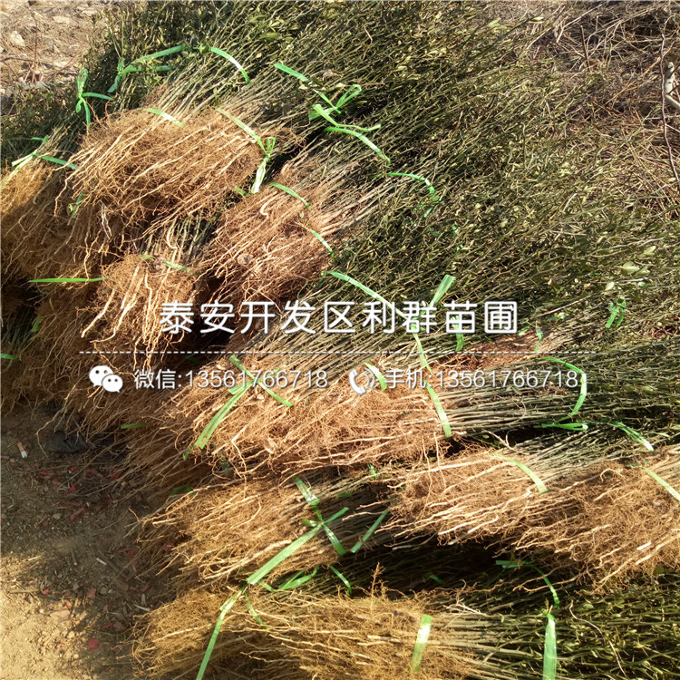 2年生枸橘苗2019年價格