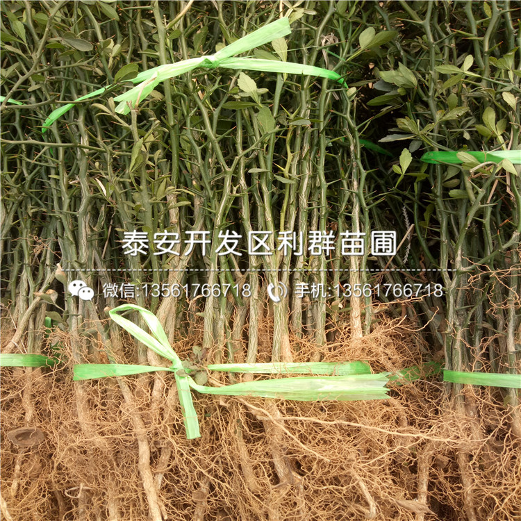 3公分枳殼苗多少錢一棵