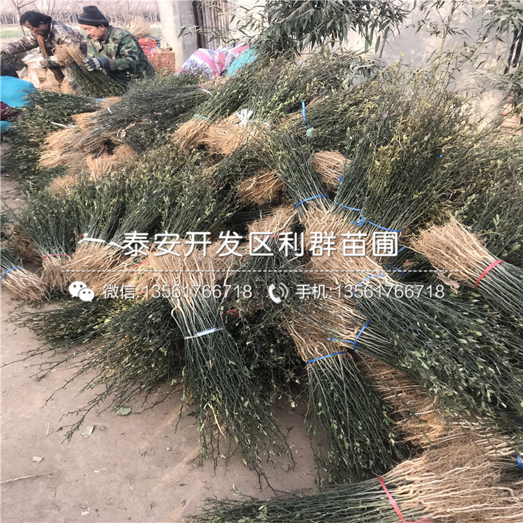 枸橘樹苗出售價格、2018年枸橘樹苗價格