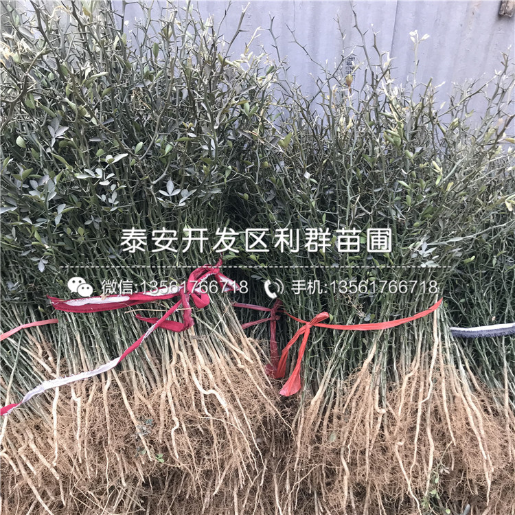 批發(fā)枸橘苗多少錢一棵