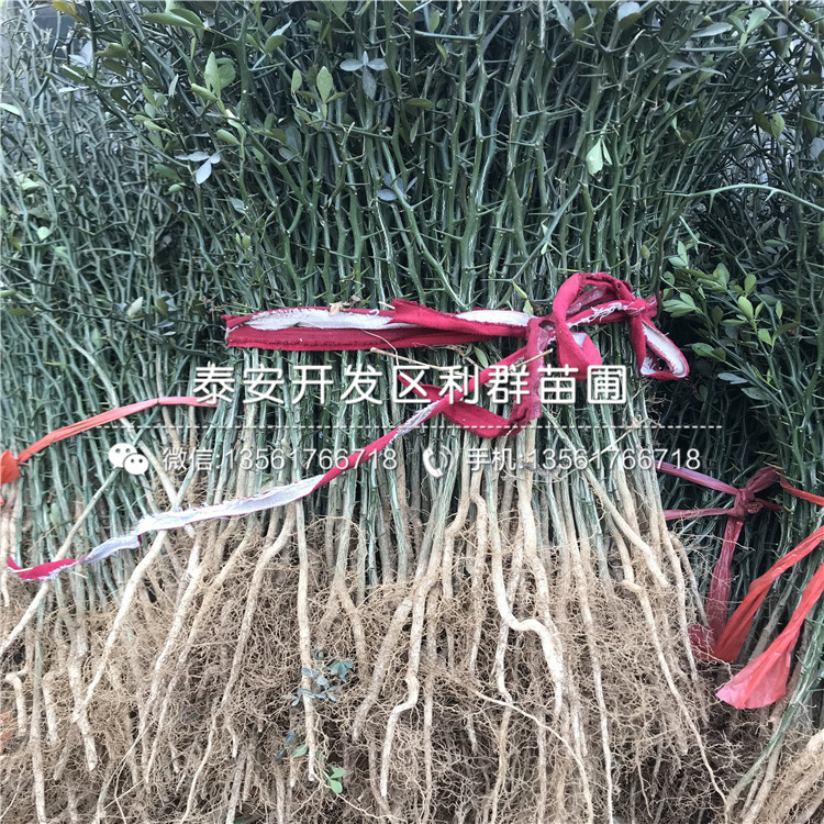 枸橘树树苗、枸橘树树苗价格是多少