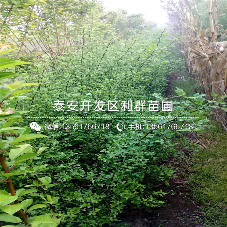 围墙苗销售基地