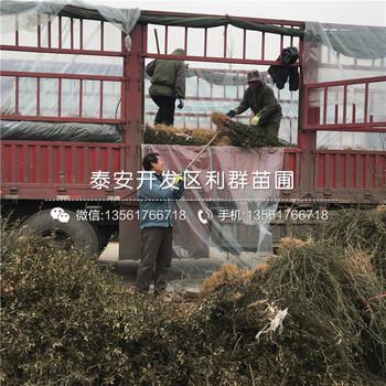 4公分枸橘芽苗價(jià)格