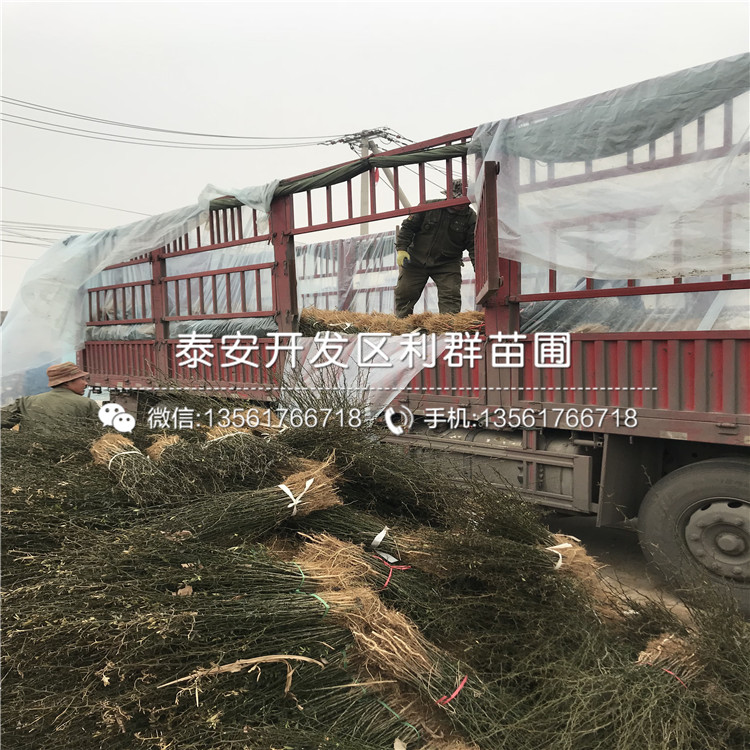 枸橘樹多少錢、枸橘樹多少錢一棵