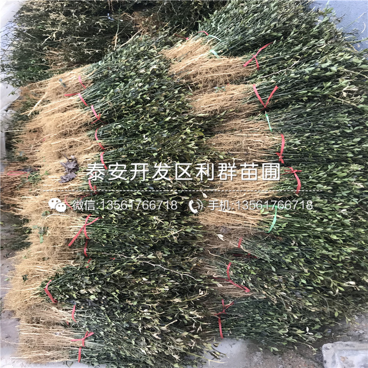 2019年1年生枳殼樹(shù)苗、1年生枳殼樹(shù)苗出售基地