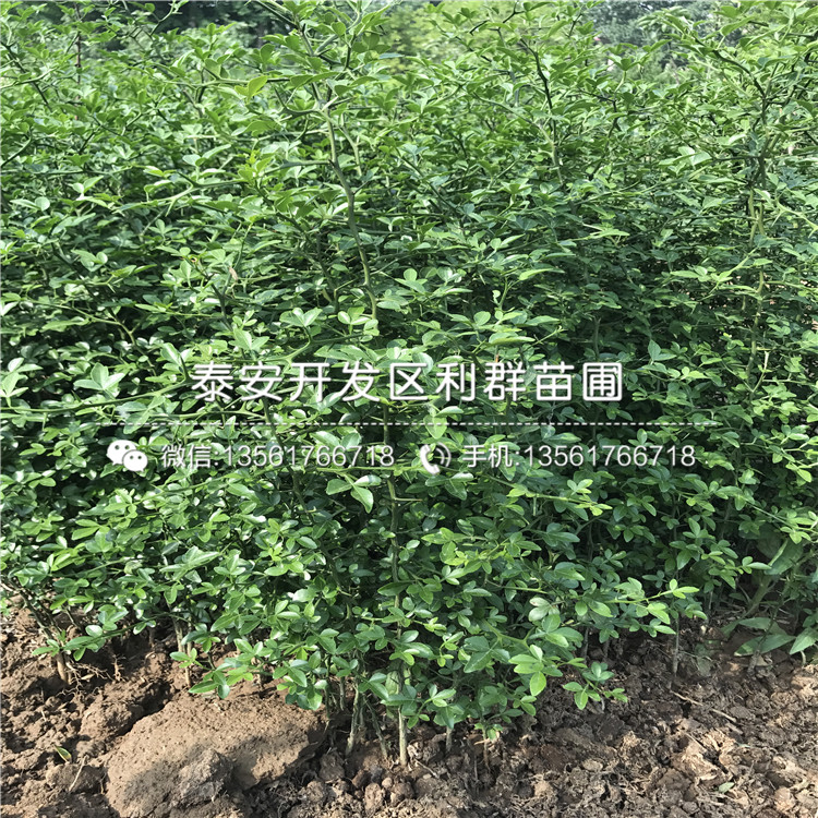 枸橘樹樹苗多少錢一棵、枸橘樹樹苗價格多少