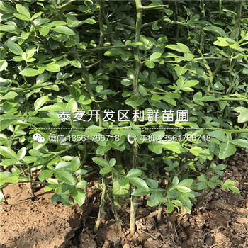 枳殼樹(shù)樹(shù)苗批發(fā)價(jià)格多少