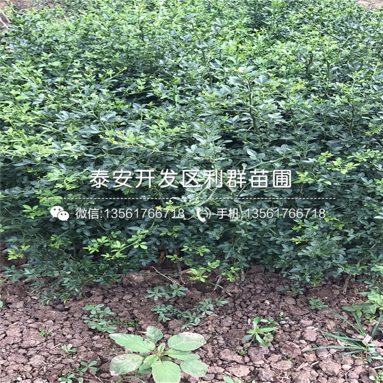 枳殼苗價錢是多少