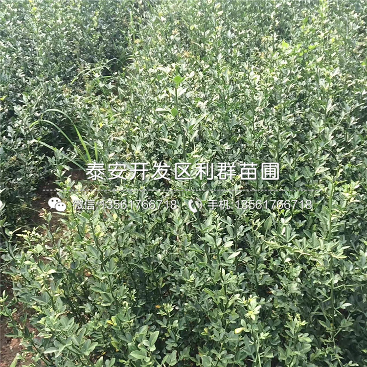 枳殼樹苗價(jià)格、枳殼樹苗報(bào)價(jià)多少
