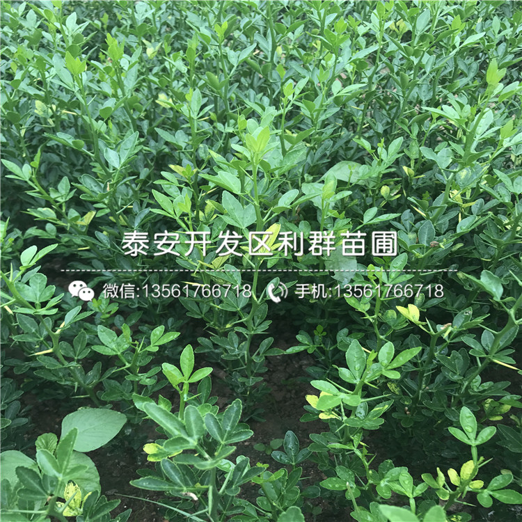 枳殼樹苗價(jià)格、枳殼樹苗報(bào)價(jià)多少