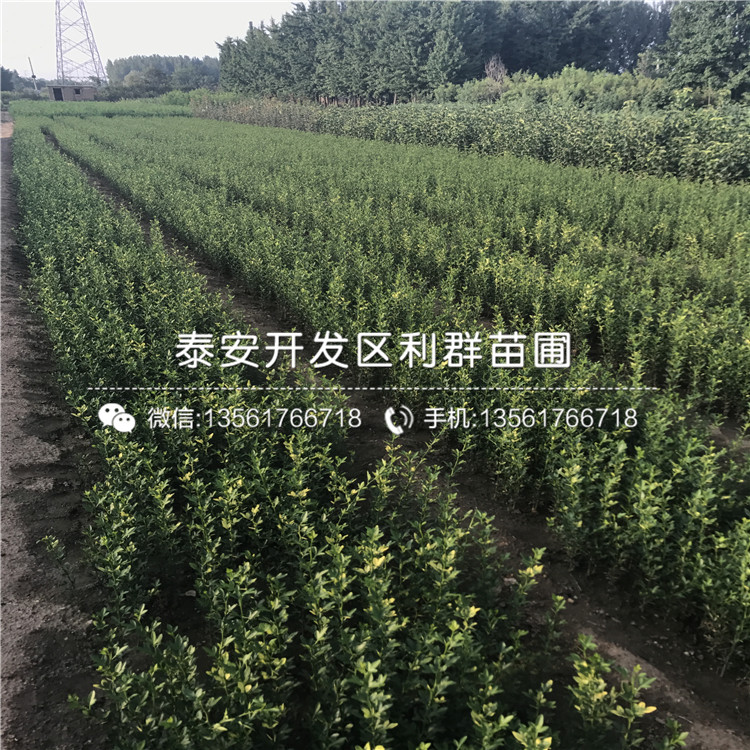 哪里有出售蛇果樹(shù)苗