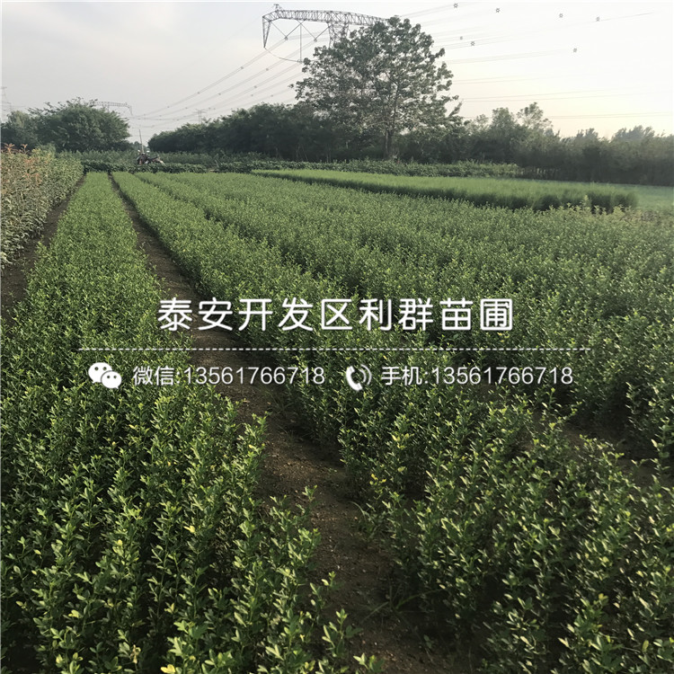 枸橘樹樹苗多少錢一棵、枸橘樹樹苗價格多少